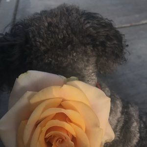 Meet your Posher, Brianna